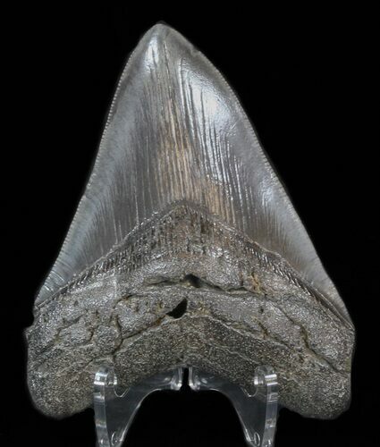 Glossy, Megalodon Tooth - South Carolina #40257